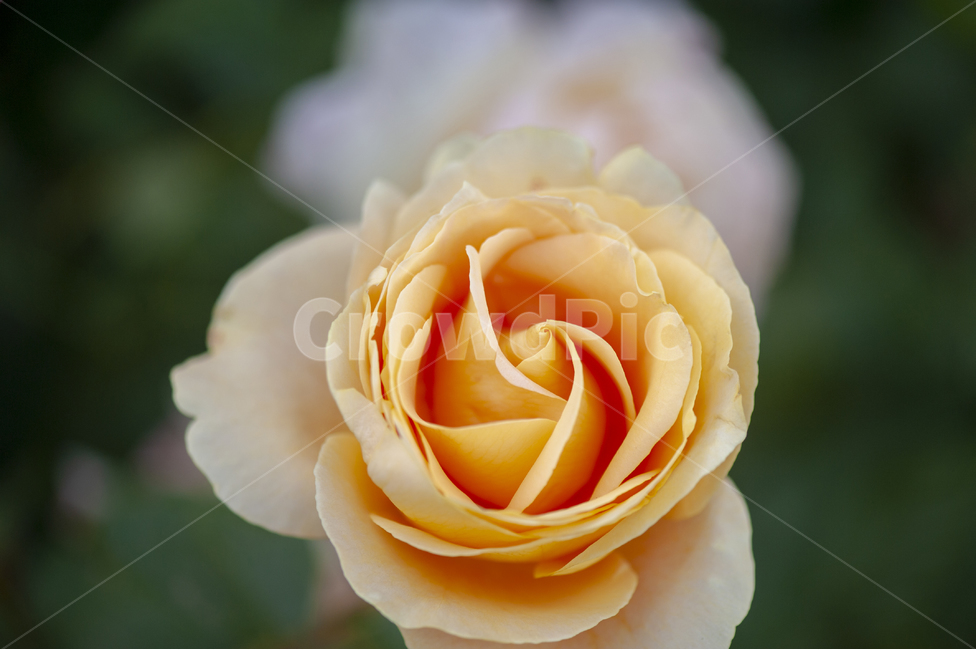 장미,장미정원,꽃,꽃송이,오월장미,장미꽃,접사사진,식물,자연,plants,nature,꽃,flower,색깔,색상,색채,색감,color sense,color sensitivity,feeling of color