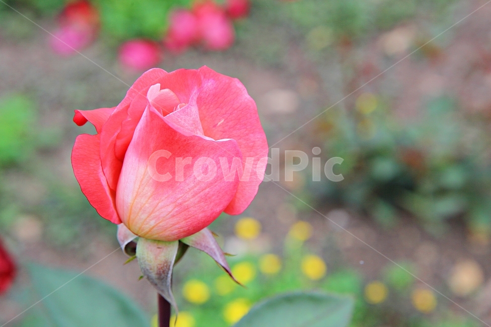 장미,장미꽃,장미원,꽃,봄꽃