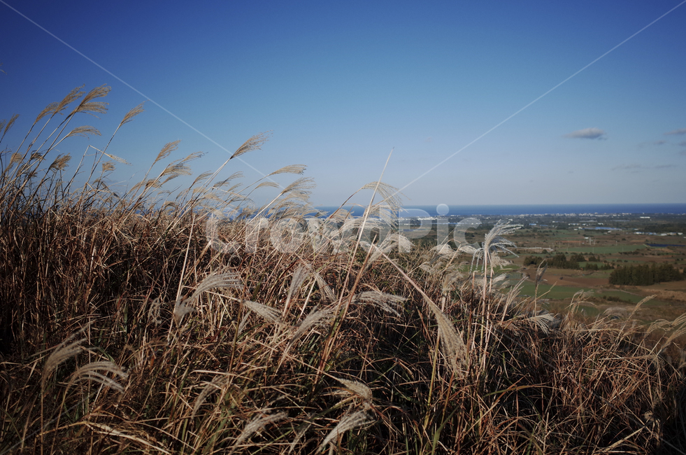 plant,식물,grass,잔디,억새,억새풀,들판,nature,자연,옥외,outdoors,reed,갈대
