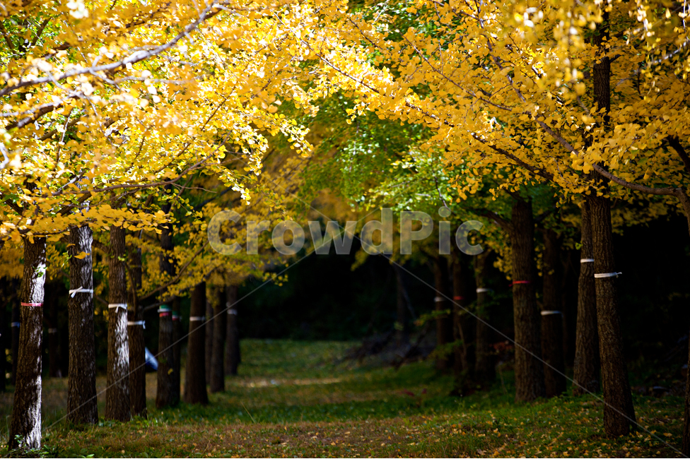 은행나무,나무,은행잎,노랑,녹색,가을,계절,fall,autumn,season,tree,plant,식물,tree trunk,나무 줄기