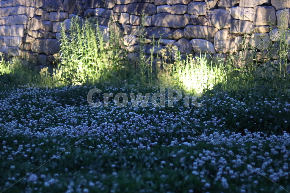 토끼풀,봄,행운,밤,흰색,자연,풍경,nature,landscape,식물,plants,꽃,flower,wall,벽