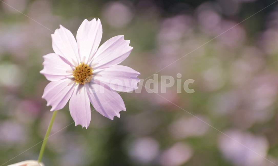 코스모스,꽃,가을,빛,햇살,가을,계절,fall,autumn,season,식물,자연,plants,nature,꽃,flower,plant,blossom,daisy,데이지,daisies