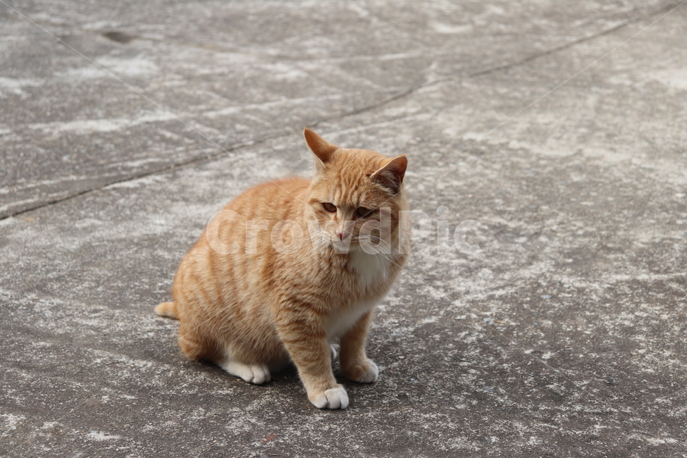 고양이,시골고양이,마당고양이,길고양이,할머니,노인,치즈코숏,코리아숏헤어,cat,반려묘,반려동물,동물,animal,포유류,mammal,고양이,cat,kitten,kitty
