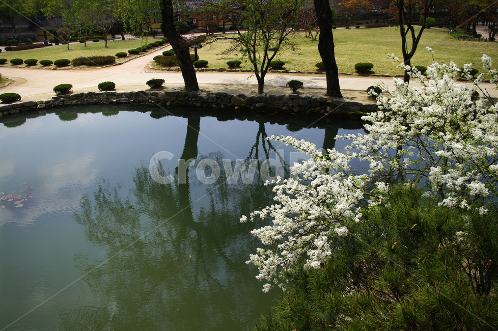 계절,연못,나무,식물,plant,봄,spring,꽃,flower,자연,풍경,nature,landscape,water,물,outdoors,옥외,tree,land,땅