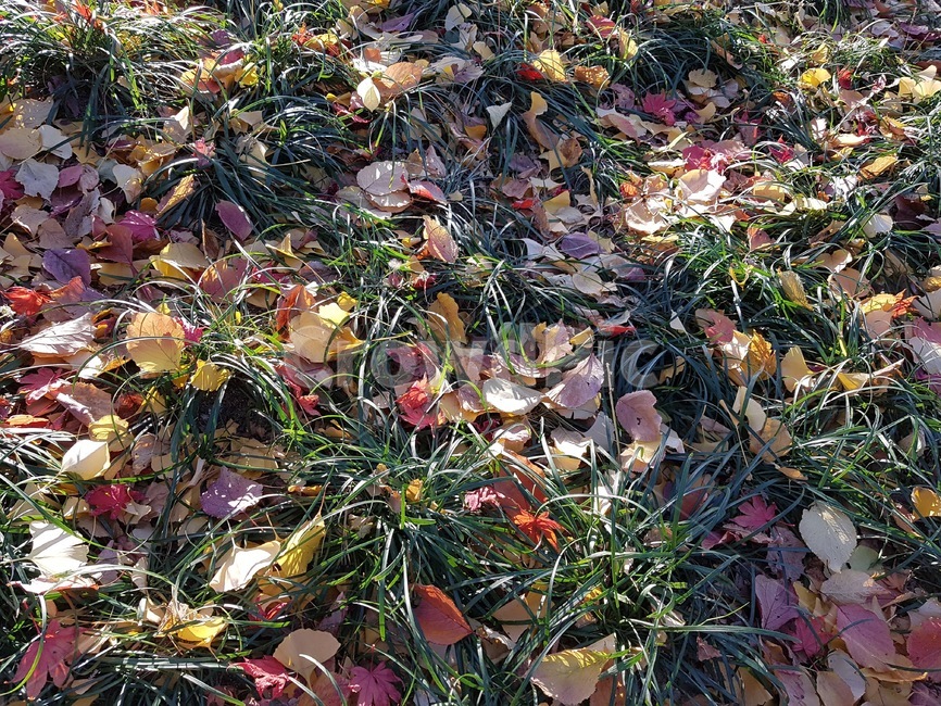 가을,낙엽,단풍,잔디,노랑,가을,계절,fall,autumn,season,leaf,잎,plant,식물,ground,바닥