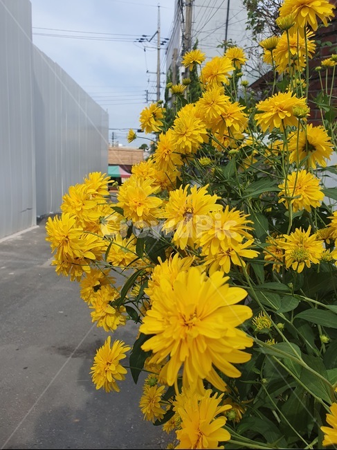 꽃,노란색,봄,계절,plant,식물,flower