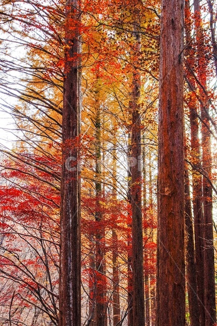 tree,나무,plant,식물,leaf,maple,단풍,가을,가을,계절,fall,autumn,season,식물,자연,plants,nature,나무,trees,wood