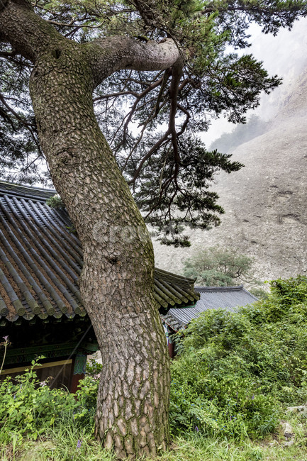 마이산,은수사,명승,도립공원,소나무,기와,사찰,풍경,자연