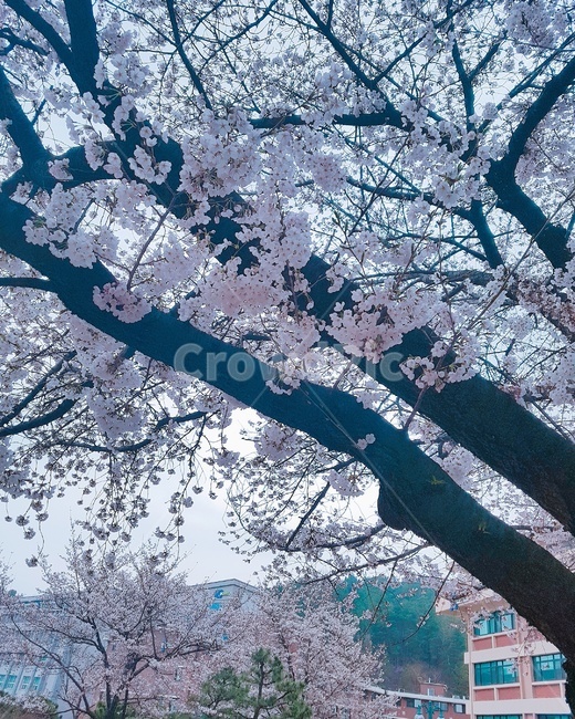 봄,벚꽃,나무,4월,꽃,봄,계절,spring,season,식물,자연,plants,nature,꽃,flower,나무,trees,wood,plant