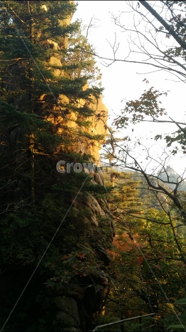 단풍,설악산,나무,가을,산,자연,풍경사진,자연,풍경,nature,landscape,tree,plant,식물,conifer,구과 식물,fir,전나무