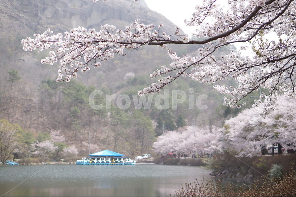 벚꽃,마이산,호수,봄,흐림,풍경,산,봄,계절,spring,season,자연,풍경,nature,landscape,한국자연풍경,한국자연경관,korea nature landscape,식물,plants,꽃,flower,plant,blossom,cherry blossom