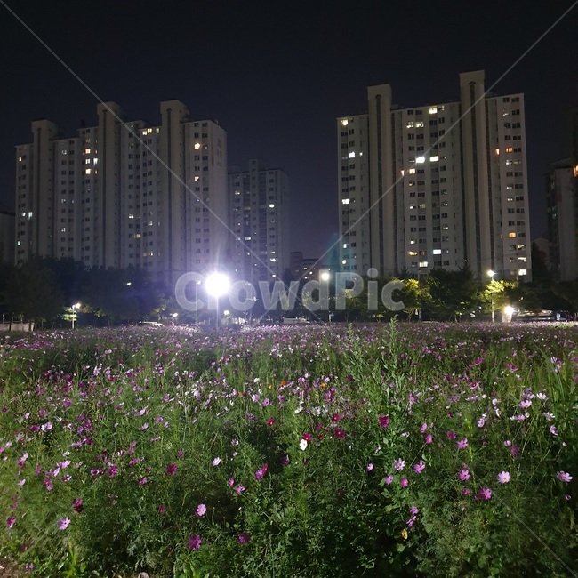 코스모스,공원,조명,분위기,감성,가을,산책