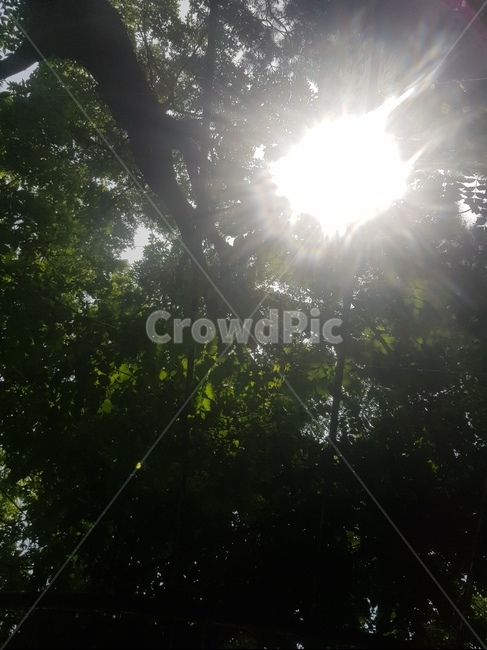빛,나무,햇빛,sun,light,tree