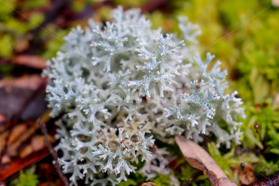 야생식물,wildplant,호주식물,이름모를식물,식물,plant,식물,자연,plants,nature,꽃,flower