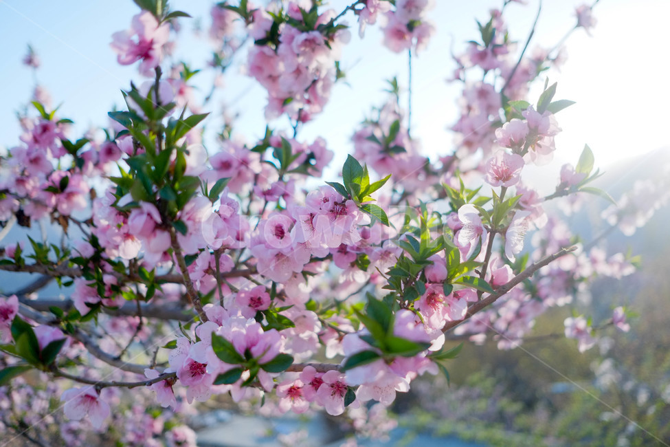 꽃,blossom,봄,자연,풍경,flower,야생화,봄,계절,spring,season,식물,자연,plants,nature,꽃,flower,plant