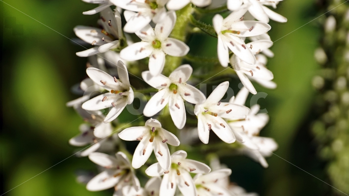 까치수염,꽃,플라워,자연,식물,여름꽃,nature,flower,꽃사진,plants,풍경,landscape,접사,macro,봄,spring,계절,season,식물,자연,plants,nature,꽃,flower