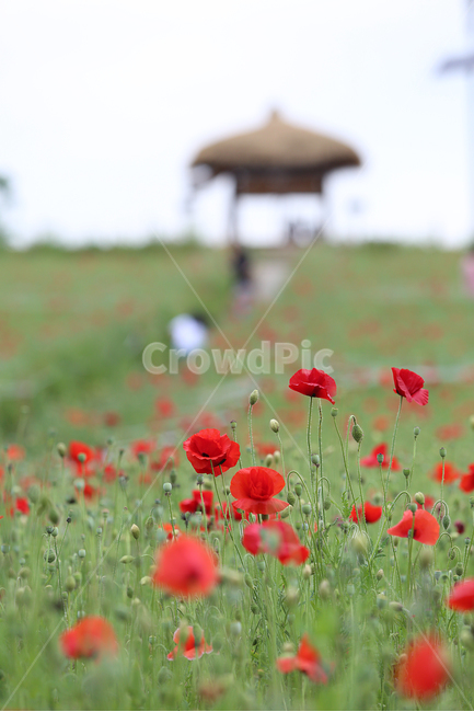 꽃,꽃양귀비,양귀비,들꽃마루,flower,fieldpoppy,빨강꽃,자연,풍경,nature,landscape,식물,plants,꽃,flower,plant,blossom