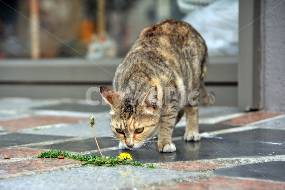 고양이,애묘,길고양이,동물,cat,동물,animal,포유류,mammal,고양이,cat,kitten,kitty