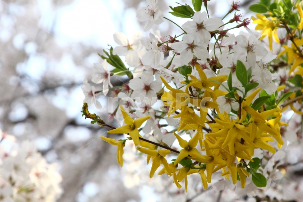 개나리,벚꽃,함께,봄,꽃,일상,감성,콜라보,봄,계절,spring,season,식물,자연,plants,nature,꽃,flower,plant,blossom