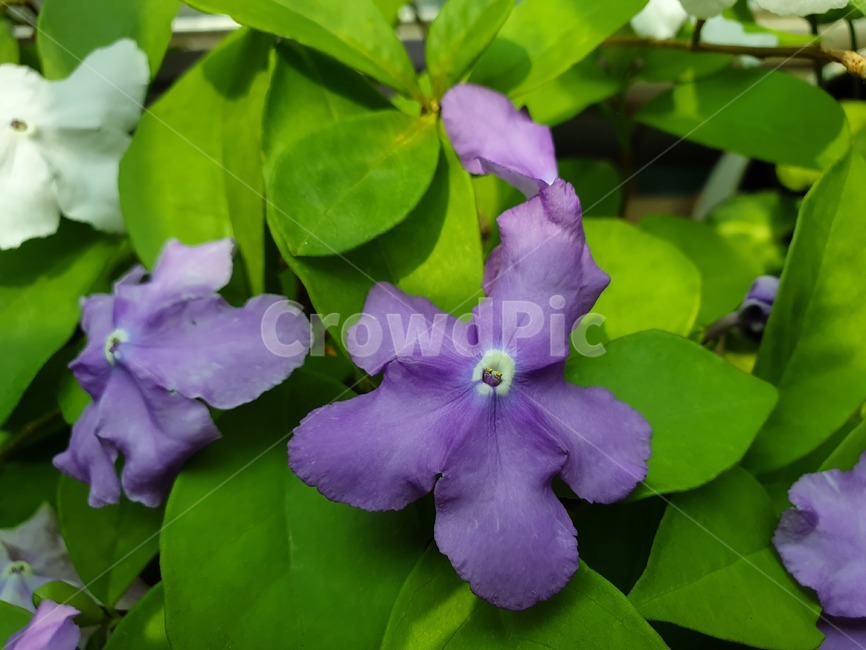 꽃,flower,쟈스민,보라빛,보라색