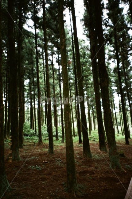 필름,필름사진,제주,제주도,여행,나무,숲,길,산책,공원,film,jeju,green,road,walking,analog,자연,풍경,nature,landscape,식물,plants,나무,trees,wood,woodland,삼림지,forest,tree,vegetation,초목,land,땅,outdoors,옥외,plant,grove,작은 숲