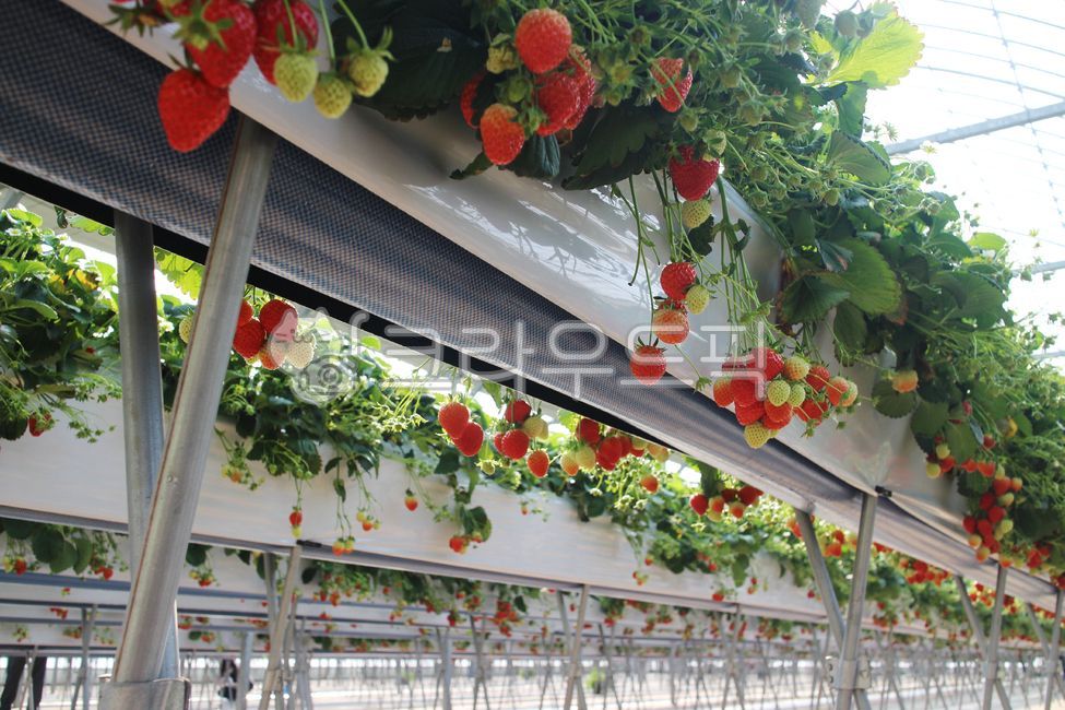 딸기,딸기밭,과일,비닐하우스,온실,농장,겨울,계절,조경,재배,과실,열매,빨간,산업,수확,음식,재료,맛있는