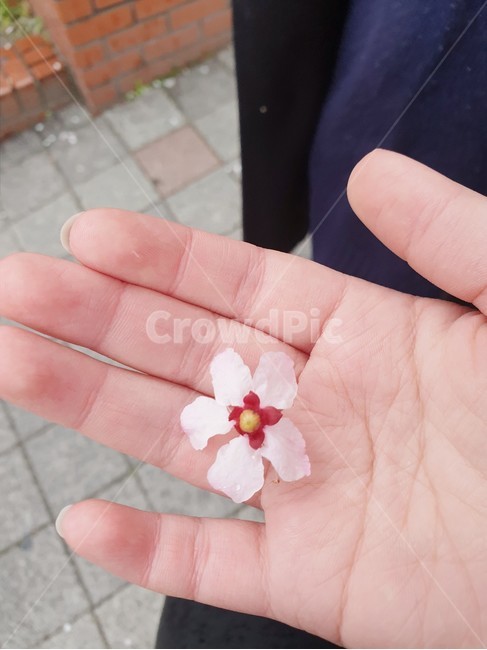 벚꽃,봄,바람,학교,손,분홍,봄,계절,spring,season,꽃,flower,blossom,petal,꽃잎,plant,식물