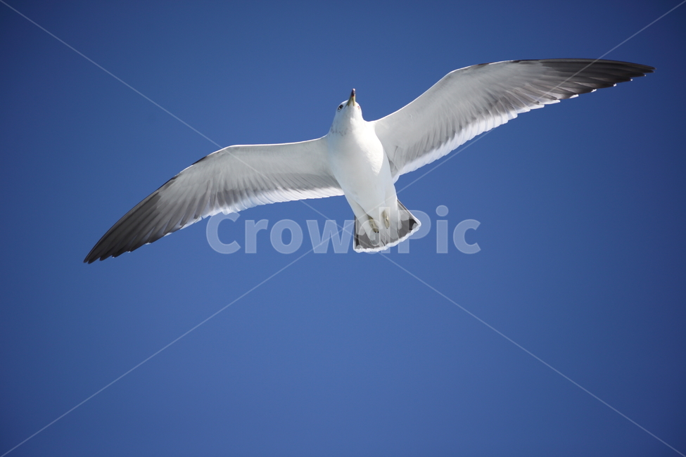 갈매기,바다새,대형조류,commongull,mewgull,laruscrassirostris,괭이갈매기,동물,animal,조류,새,birds