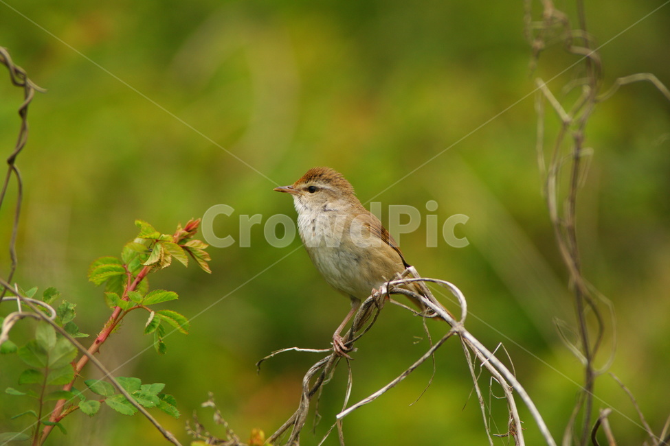 휘파람새,조류,철새,새,산새,동물,animal,조류,새,birds