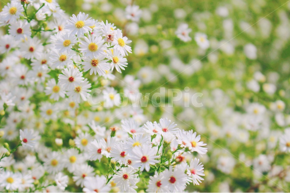 꽃,봄,따뜻함,빛,여름,봄,계절,spring,season,식물,자연,plants,nature,꽃,flower,감성,sensible,feeling,plant,daisies,데이지,blossom,daisy,petal,꽃잎