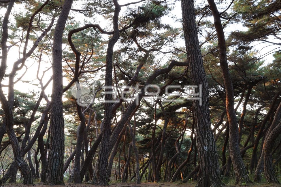 경주,삼릉,소나무,소나무숲,가을,자연