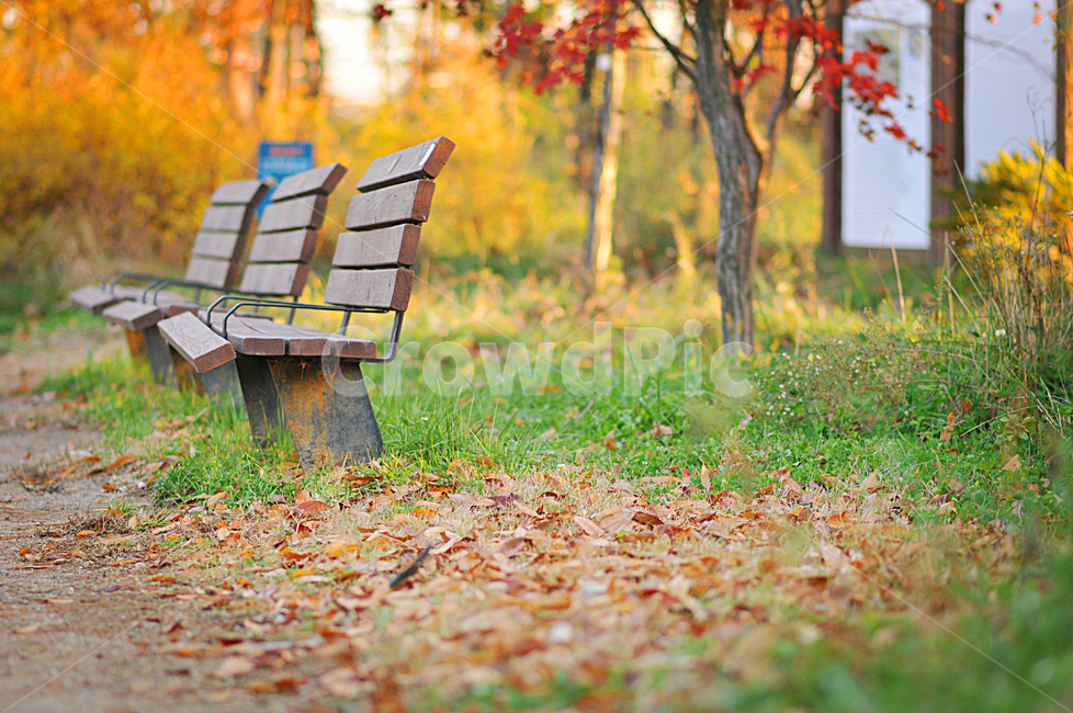 서울숲,의자,가을,나뭇잎,벤치,감성,parkbench,공원벤치,bench,가을,계절,fall,autumn,season,자연,풍경,nature,landscape,park bench,공원 벤치,furniture,가구