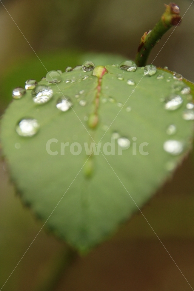 water drop,Transparency,leaves,jade beads,Rainy Day