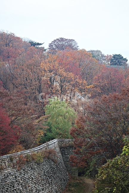 남한산성,성,성곽,단풍,낙엽,길,둘레길,숲,숲길,담,돌담,가을,자연,풍경,벽,울긋불긋,산성,식물,가을,계절,fall,autumn,season