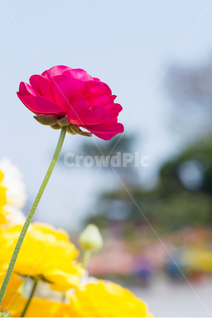 봄꽃,빨강꽃,봄,아름다움,빨강색,봄,계절,spring,season,식물,자연,plants,nature,꽃,flower,geranium,제라늄,blossom,plant