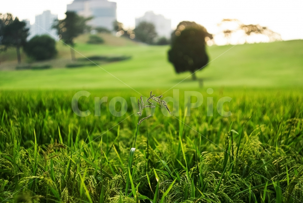 green,스냅,감성,파릇파릇,청보리,자연,풍경,nature,landscape,휴식,힐링,rest,relaxation,healing,식물,plants,감성,sensible,feeling,field,들,grassland,목초지,outdoors,옥외,grass,잔디,plant,animal,동물,bird,새