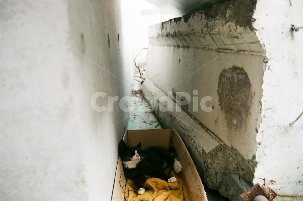 고양이,길고양이,도시,버려진고양이,버려진,콘크리트,길냥이,필름,골목길,alley,동물,animal,포유류,mammal,고양이,cat,kitten,kitty,handrail,난간,banister