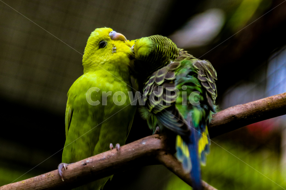 앵무새,사랑앵무,새,나무,야생,동물,animal,조류,새,birds