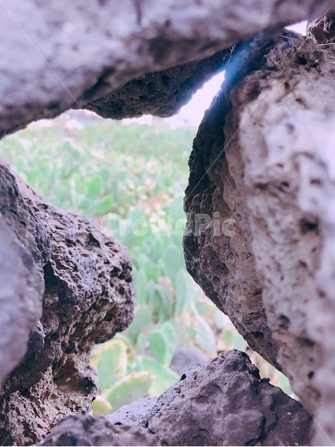 현무암,돌,자연,선인장,자연배경,휴가,휴식,틈,제주도,jeju,jeju island,plant,식물