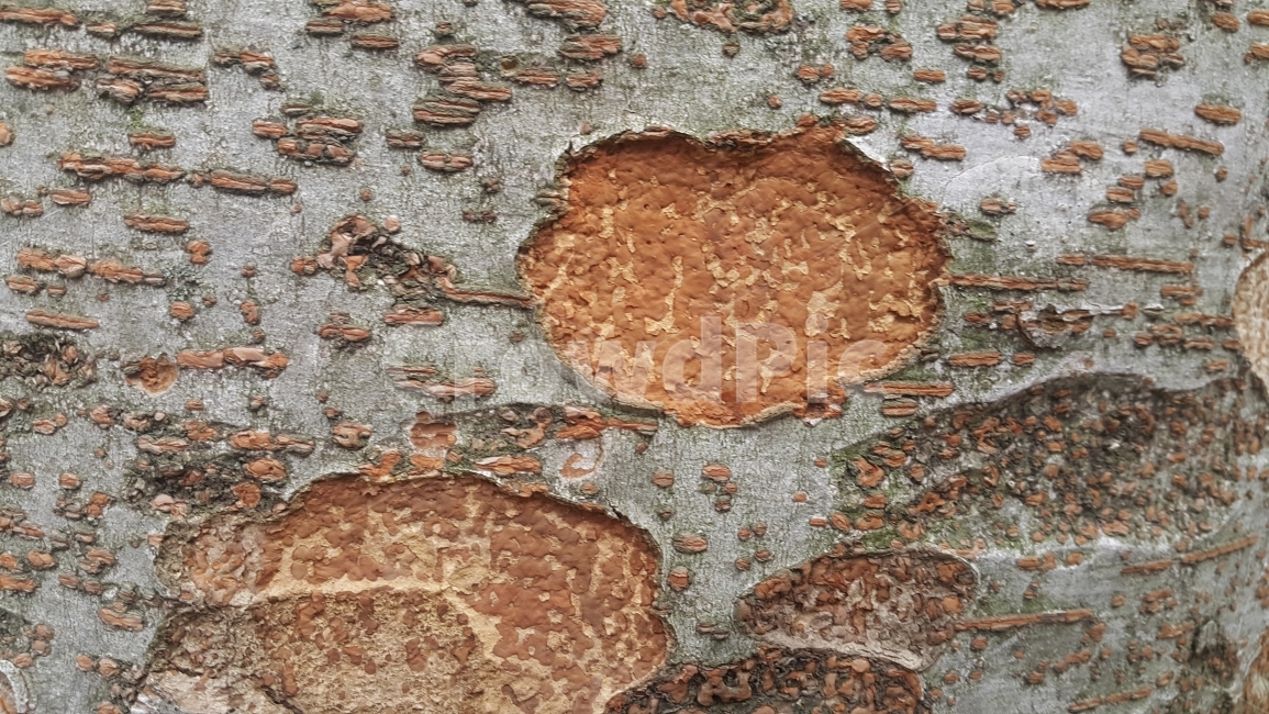 나무,질감,나무질감,동그라미,디자인소스,식물,자연,plants,nature,나무,trees,wood,텍스처,질감,패턴,texture,pattern