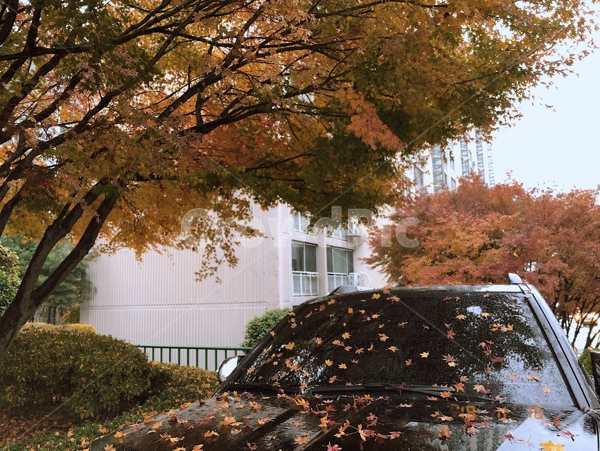 비,낙엽,단풍,나무,차,풍경,rain,leaves,가을,계절,fall,autumn,season,tree,plant,식물,tree trunk,나무 줄기
