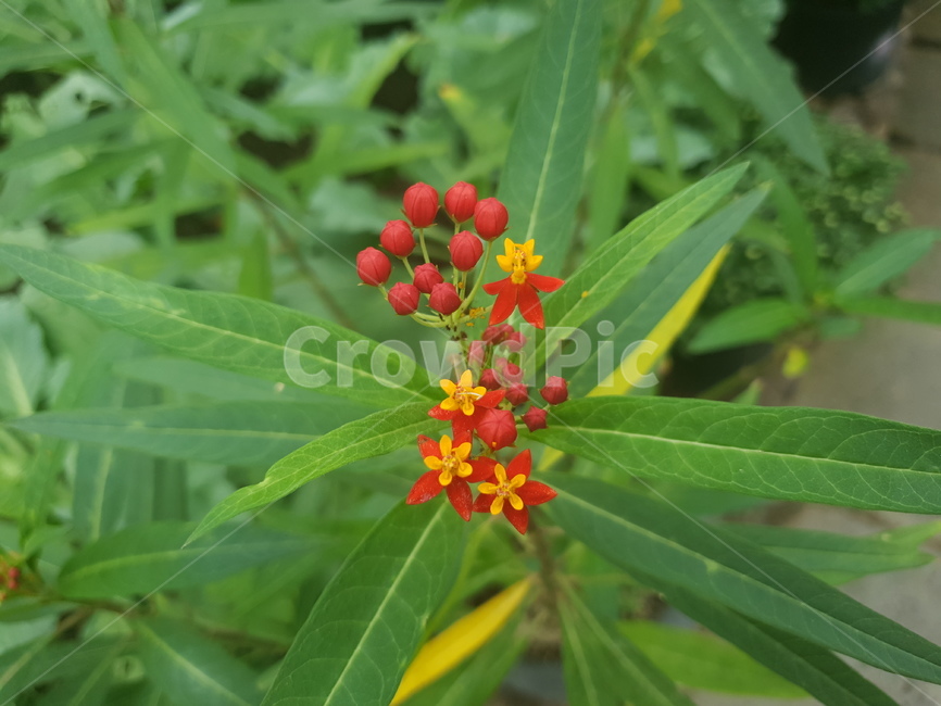 plant,식물,화분,봄,꽃,식물원