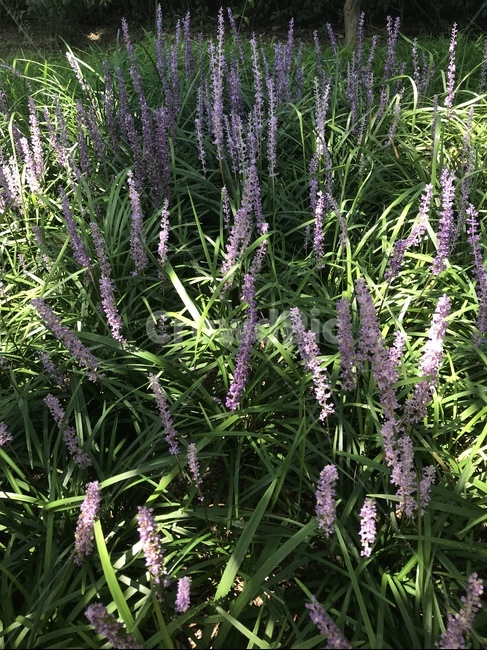 보라색,꽃,녹색,자연,flower