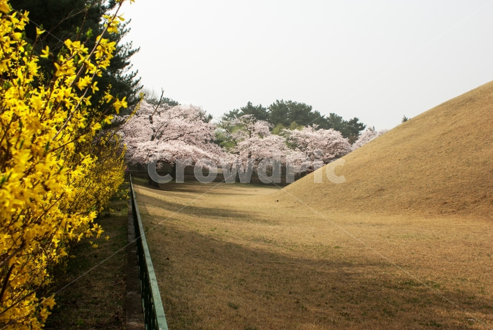 벚꽃,왕릉,대릉원,경주,식물,풍경,나무,꽃,전통건축,잔디,관광지,천마총,배경,개나리,노랑,봄,미추왕릉,봄,계절,spring,season,자연,풍경,nature,landscape,한국자연풍경,한국자연경관,korea nature landscape,한국전통,한국문화,korean traditional,korean culture,랜드마크,landmark,tourist attraction,한국랜드마크,한국관광지,한국명소,korea landmark,korea tourist attraction,plant