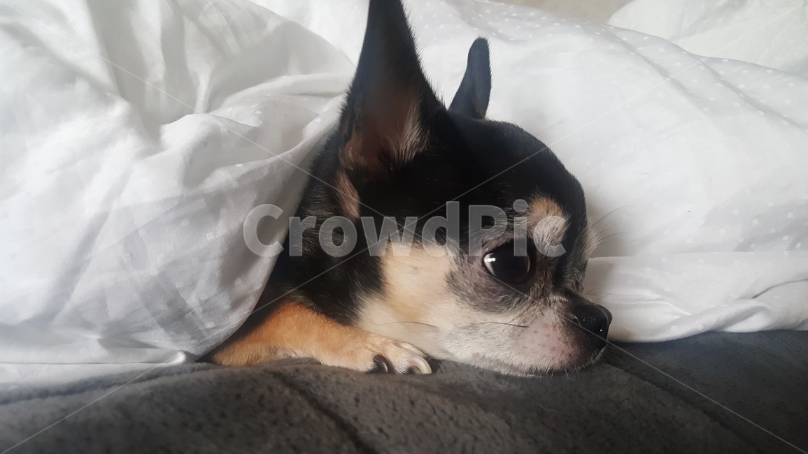 강아지,애완견,치와와,개,블랙탄,애견,동물,블랙탄치와와,반려견,동물,animal,포유류,mammal,개,강아지,dog,doggy