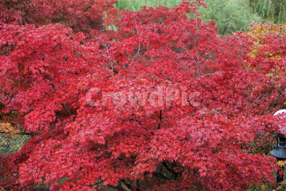 서울단풍명소,송파구단풍명소,가을,단풍,올림픽공원,가을,계절,fall,autumn,season,tree,나무,maple,plant,식물