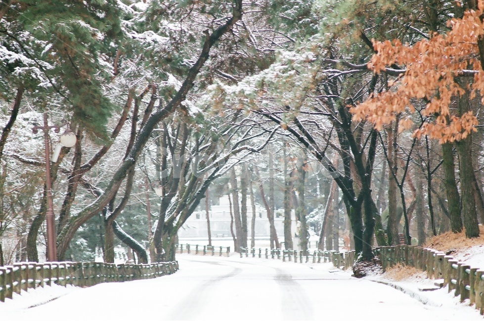 길,자연,풍경,나무,눈,nature,landscape,snow,겨울,계절,winter,season,자연,풍경,nature,landscape,tree,plant,식물,outdoors,옥외
