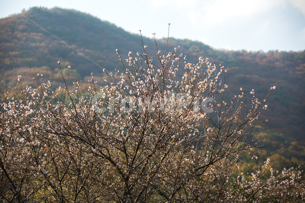 춘추벚꽃,가을벚꽃,가을벚나무,벚꽃,춘추벚나무,prunssubhirtellaautumnalis,춘추화,꽃,자연,풍경,nature,landscape,outdoors,옥외