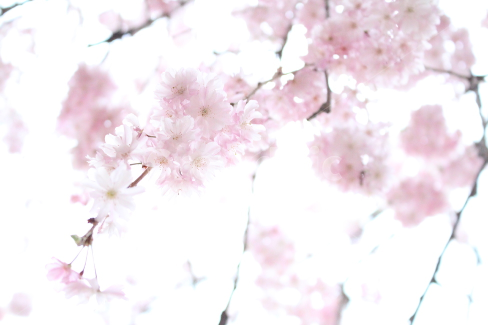 plant,식물,blossom,flower,꽃,벚꽃,cherryblossoms,밝은벚꽃