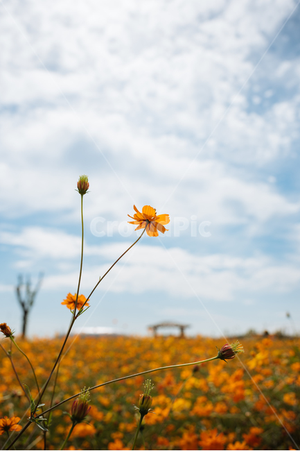 코스모스,황화코스모스,가을꽃,꽃무리,가을공원,가을,계절,fall,autumn,season,grassland,목초지,field,들,outdoors,옥외,nature,자연,plant,식물